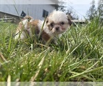 Small Photo #19 Shih Tzu Puppy For Sale in VENETA, OR, USA