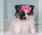 Hand delivery - Female Pomeranian Puppy for Sale - Photo #12