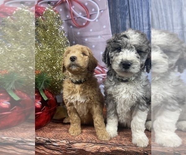 Medium Photo #33 Aussiedoodle Puppy For Sale in COMMERCE, MI, USA
