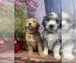 Small Photo #33 Aussiedoodle Puppy For Sale in COMMERCE, MI, USA