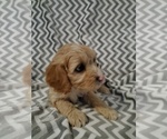 Small #1 Cavapoo