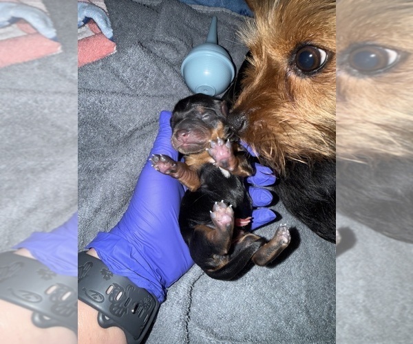 Medium Photo #23 Yorkshire Terrier Puppy For Sale in ARLINGTON, TN, USA