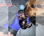 Small #22 Yorkshire Terrier