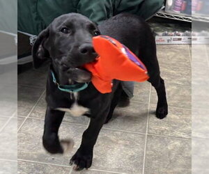 Labrador Retriever-Unknown Mix Dogs for adoption in Rustburg, VA, USA