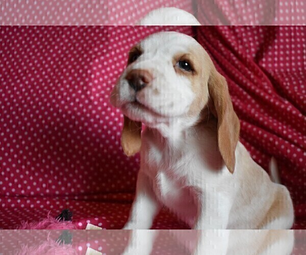 Medium Photo #4 Beagle Puppy For Sale in REASNOR, IA, USA