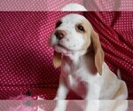 Small Photo #4 Beagle Puppy For Sale in REASNOR, IA, USA