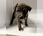 Small #4 Labrador Retriever Mix