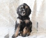 Small Photo #2 Bernedoodle Puppy For Sale in FARGO, ND, USA