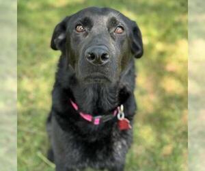 Labrador Retriever-Unknown Mix Dogs for adoption in San Diego, CA, USA