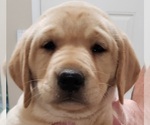 Small #11 Labrador Retriever