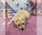 Small #6 English Cream Golden Retriever