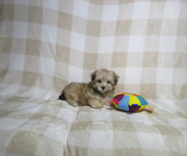 Medium Photo #2 Morkie Puppy For Sale in COOKEVILLE, TN, USA