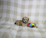 Small #1 Morkie