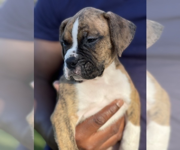 Medium Photo #1 Boxer Puppy For Sale in ROCKLEDGE, FL, USA