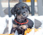 Small #10 Dachshund Mix