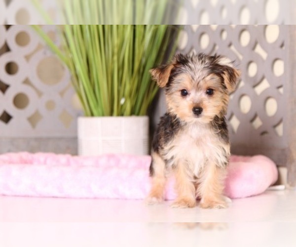 Medium Photo #3 Shorkie Tzu Puppy For Sale in MOUNT VERNON, OH, USA