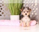 Small Photo #3 Shorkie Tzu Puppy For Sale in MOUNT VERNON, OH, USA