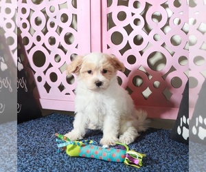 Maltipoo Puppy for sale in MOUNT VERNON, OH, USA