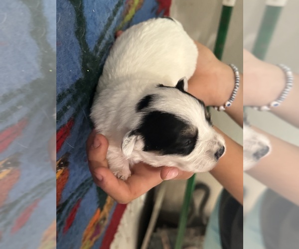 Medium Photo #10 Pembroke Welsh Corgi-Poodle (Miniature) Mix Puppy For Sale in LONGMONT, CO, USA