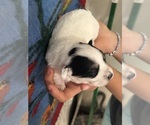 Small #9 Pembroke Welsh Corgi-Poodle (Miniature) Mix