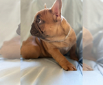 ADORABLE ARCHIE - Male French Bulldog Puppy for Sale - Photo #8