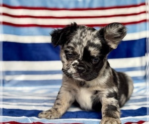 French Bulldog Puppy for sale in NEWTON, NJ, USA