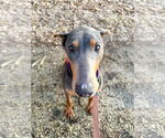Small #4 Doberman Pinscher