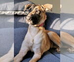 Small #27 German Shepherd Dog Mix