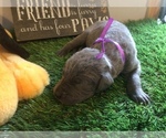 Small Photo #8 Great Dane Puppy For Sale in BANGOR, WI, USA