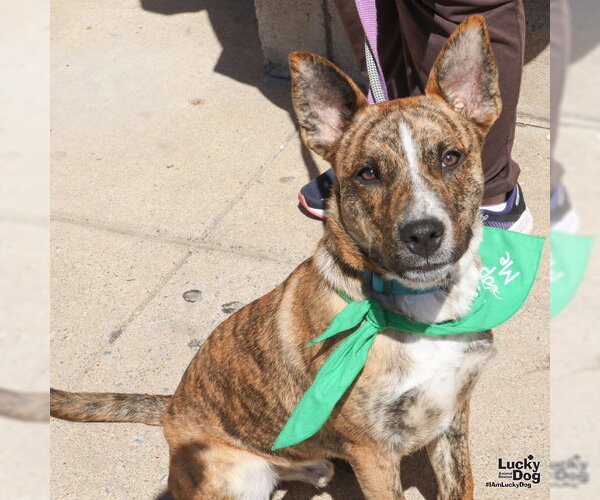 Medium Photo #4 Mutt Puppy For Sale in Washington, DC, USA