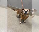 Small Puggle