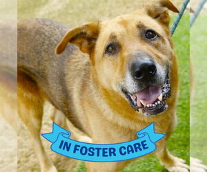 German Shepherd Dog-Unknown Mix Dogs for adoption in Tallahassee, FL, USA