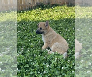 German Shepherd Dog Puppy for Sale in MONTICELLO, Wisconsin USA