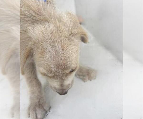 Medium Photo #1 Mutt Puppy For Sale in Houston, TX, USA