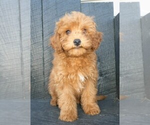 Cavapoo-Poodle (Standard) Mix Puppy for sale in FREDERICKSBURG, OH, USA