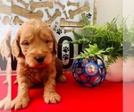 Small Photo #10 Goldendoodle-Poodle (Toy) Mix Puppy For Sale in HERRIMAN, UT, USA
