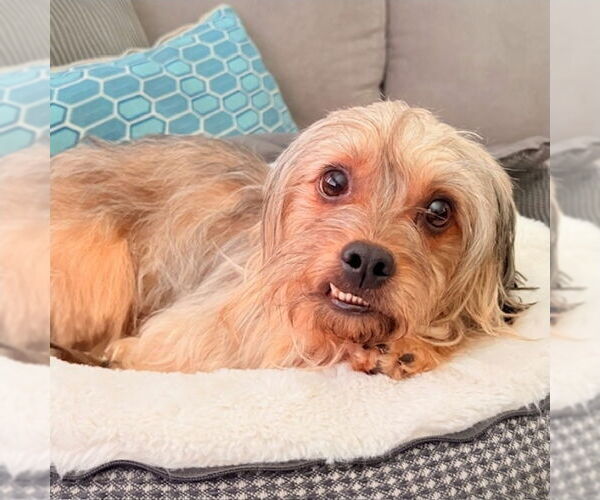 Medium Photo #1 Lhasa Apso-Unknown Mix Puppy For Sale in Lakewood, CO, USA