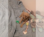 Puppy Katie Goldendoodle