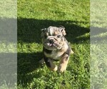 Small #1 English Bulldog