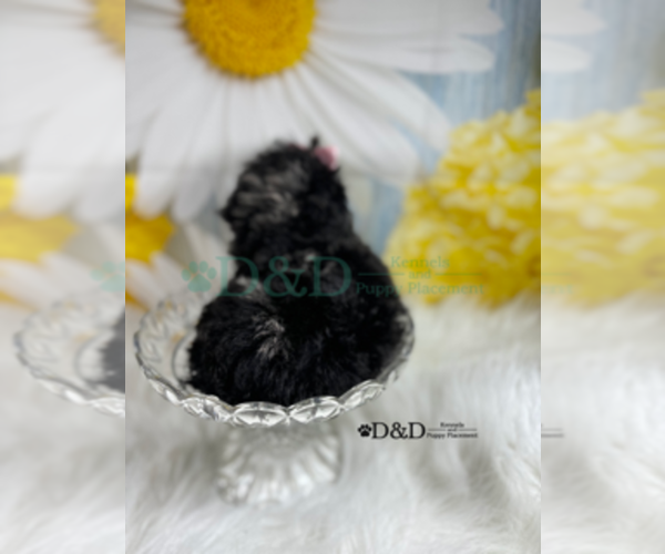 Medium Photo #5 YorkiePoo Puppy For Sale in RIPLEY, MS, USA