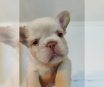 Small #26 French Bulldog