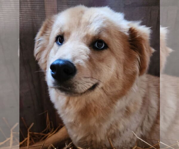 Medium Photo #1 Siberian Husky-Unknown Mix Puppy For Sale in Lafayette, CA, USA