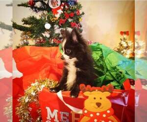 Pomeranian Puppy for sale in HOFFMAN EST, IL, USA