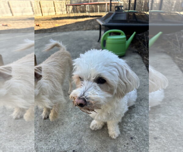 Medium Photo #8 Maltese-Unknown Mix Puppy For Sale in Westmont, IL, USA