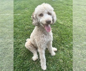 Mother of the Poodle (Standard) puppies born on 09/03/2026