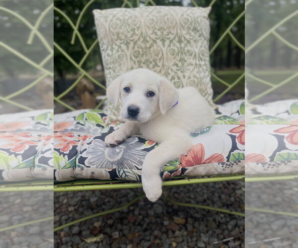 Medium Photo #1 Labrenees Puppy For Sale in Rockaway, NJ, USA