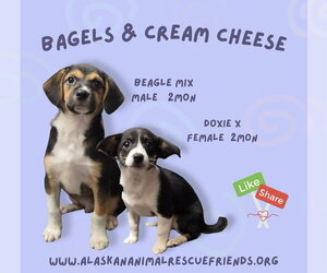 Beagle-Unknown Mix Dogs for adoption in Anchorage, AK, USA