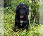 Small Photo #2 Goldendoodle-Poodle (Standard) Mix Puppy For Sale in TULSA, OK, USA