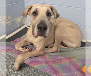 Great Dane Dogs for adoption in Bullard, TX, USA