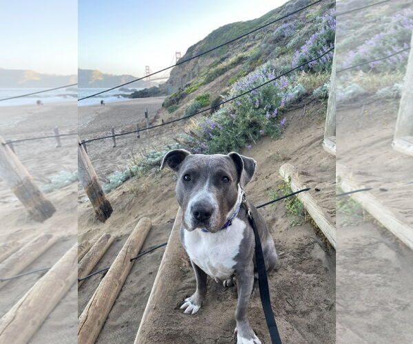 Medium Photo #6 American Pit Bull Terrier Puppy For Sale in Berkeley, CA, USA